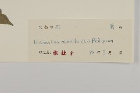 異芒菊藏品圖，第3張