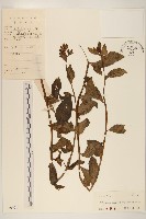 平臥三七草藏品圖，第1張