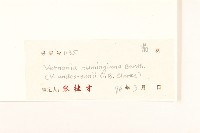 細脈斑鳩菊、毒根斑鳩菊藏品圖，第3張