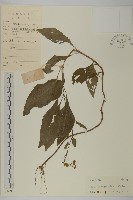 下田菊藏品圖，第1張