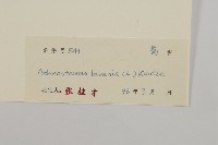 下田菊藏品圖，第3張