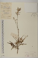 艾、五月艾藏品圖，第1張