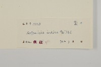 艾、五月艾藏品圖，第3張