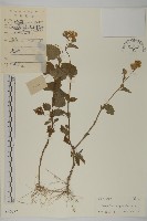 霍香薊藏品圖，第1張