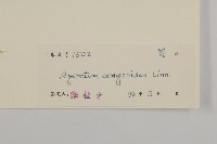 霍香薊藏品圖，第3張