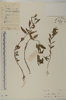 鱧腸藏品圖，第1張