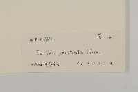 鱧腸藏品圖，第3張