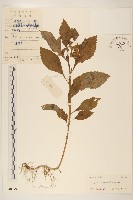 野茼蒿藏品圖，第1張