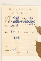 野茼蒿藏品圖，第2張