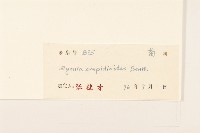 野茼蒿藏品圖，第3張