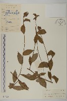 大頭艾納香藏品圖，第1張