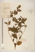 華澤蘭藏品圖，第1張