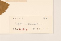 華澤蘭藏品圖，第3張