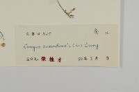 加拿大蓬藏品圖，第3張