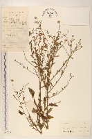 雞兒腸藏品圖，第1張