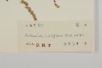 角菜、珍珠菜藏品圖，第3張