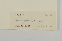 山白蘭藏品圖，第3張