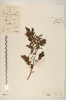 飛機草藏品圖，第1張