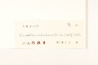 飛機草藏品圖，第3張