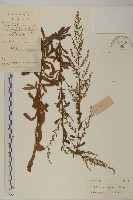 牡蒿藏品圖，第1張