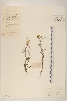 鼠麴草藏品圖，第1張