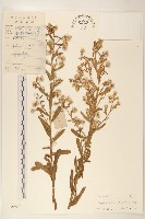 六角草藏品圖，第1張