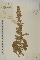 裂葉艾納香藏品圖，第1張