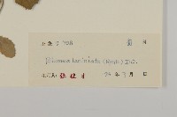 裂葉艾納香藏品圖，第3張