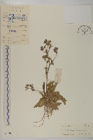 燈豎朽藏品圖，第1張