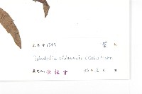 蟛蜞菊藏品圖，第3張