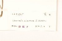 一枝香藏品圖，第3張