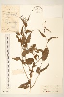 蔓黃菀藏品圖，第1張