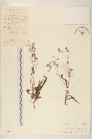 細葉苦實藏品圖，第1張