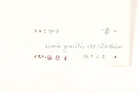 細葉苦實藏品圖，第3張