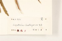 林氏澤蘭藏品圖，第3張