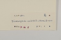 魚眼菊藏品圖，第3張