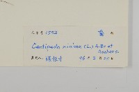 石胡荽、吐金草藏品圖，第3張