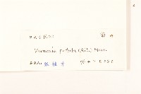 嶺南野菊藏品圖，第3張