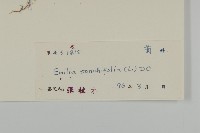 紫背草藏品圖，第3張