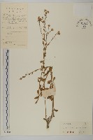 短舌紫菀藏品圖，第1張