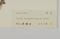 短舌紫菀藏品圖，第3張