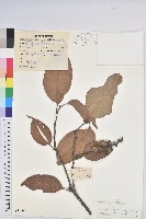 反刺苦櫧藏品圖，第1張