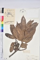 紅勾栲藏品圖，第1張