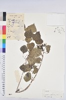 烏臼藏品圖，第1張