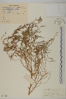 臭杏、土荊芥藏品圖，第1張