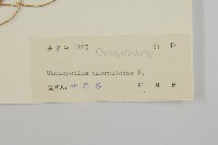 臭杏、土荊芥藏品圖，第3張