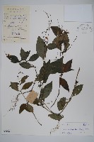 針刺草藏品圖，第1張