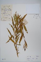 小駁骨丹、尖尾鳳藏品圖，第1張