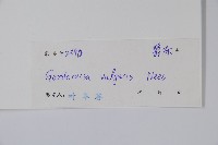 小駁骨丹、尖尾鳳藏品圖，第2張