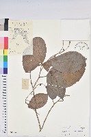 黃毛五月茶藏品圖，第1張